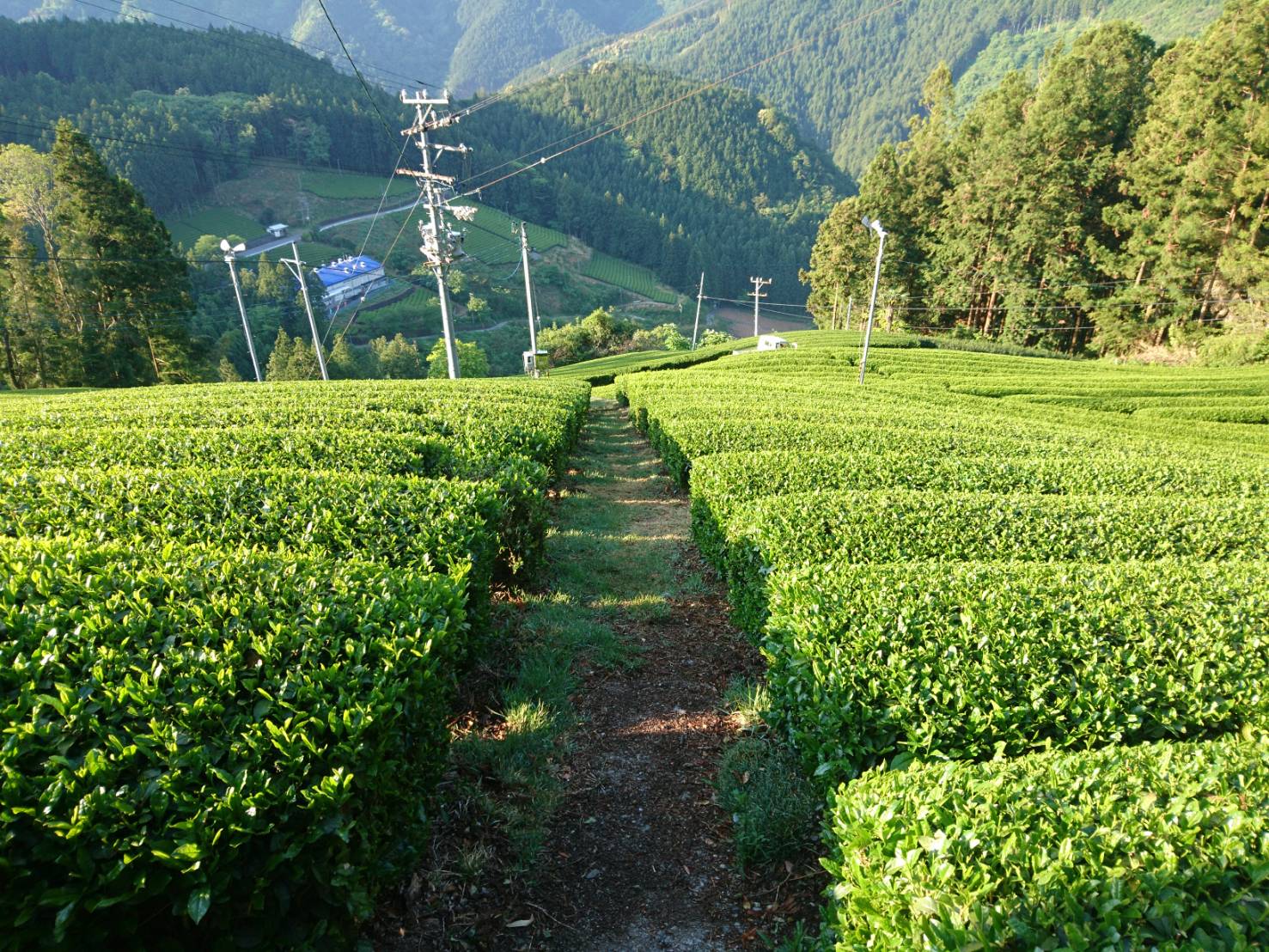 #0469.S5 Matsumoto Osamu: Micro Batch Sencha, Single Cultivar Koshun - Image 4