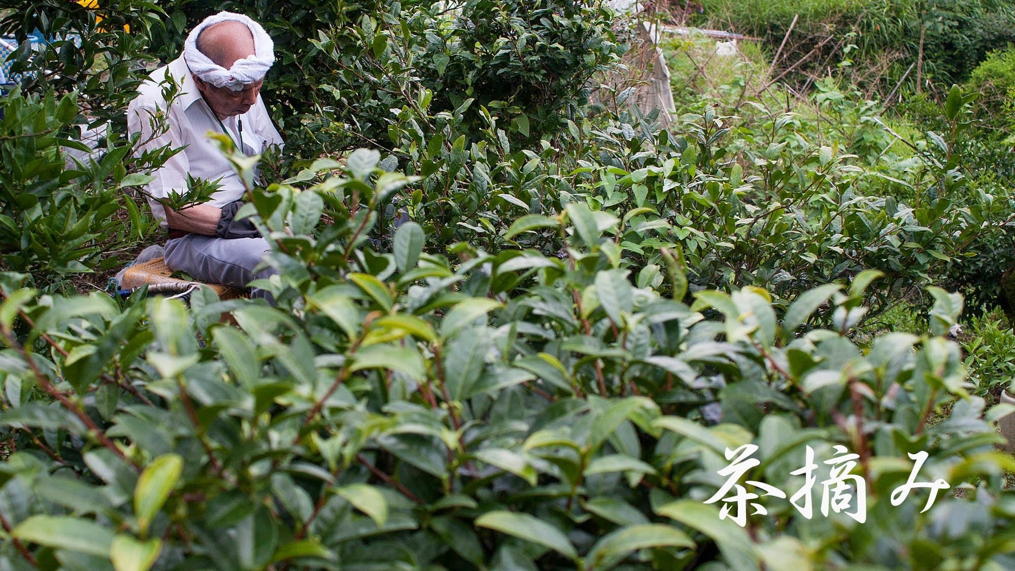 #0383.T2 Michiko's Handpicked, Sun-Dried Awa Bancha from Kamikatsu Village, Tokushima - Image 3
