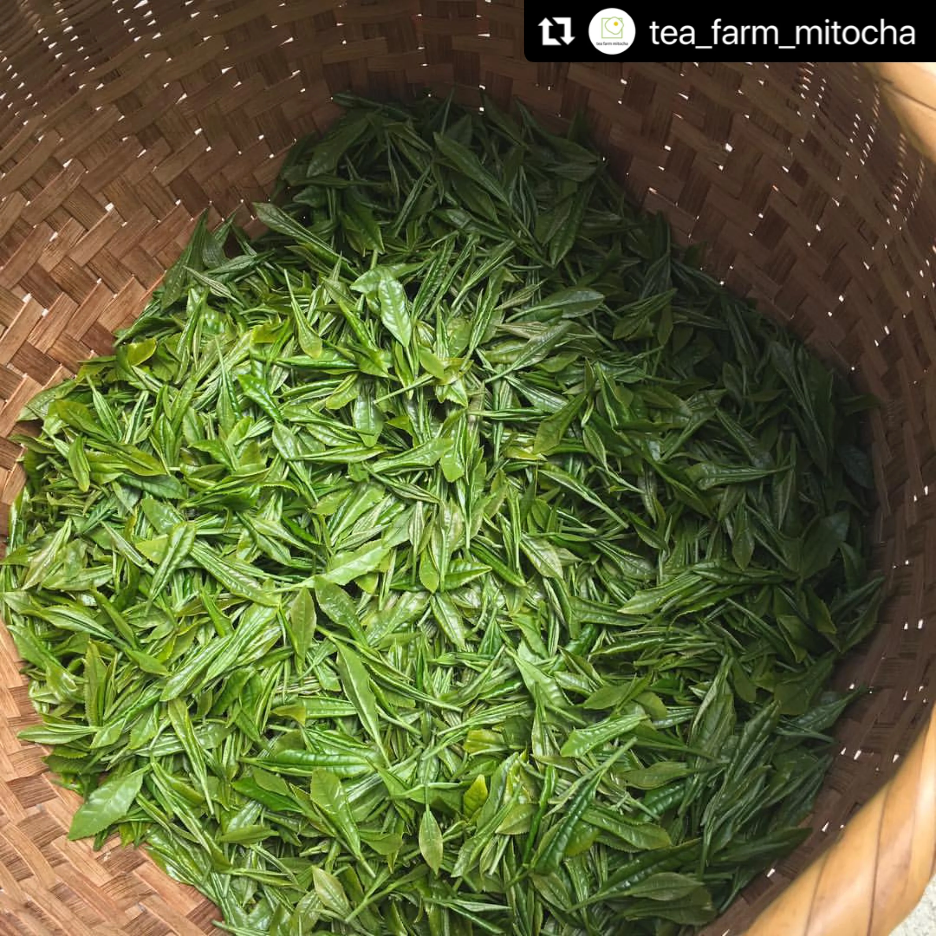 #0617.N3 Mitocha NR003: Aged, Sun-dried Kamairicha Namacha 天日干し釜炒り生茶 - Image 5