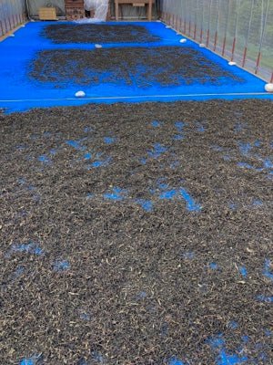 #0619.N3 Mitocha NR005: Sun-dried Kamairicha Bancha 天日干し釜炒りばん茶 - Image 3
