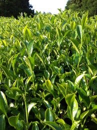 #0619.N3 Mitocha NR005: Sun-dried Kamairicha Bancha 天日干し釜炒りばん茶 - Image 4