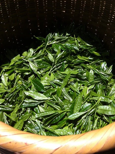 #0619.N3 Mitocha NR005: Sun-dried Kamairicha Bancha 天日干し釜炒りばん茶 - Image 7