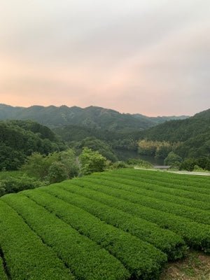 #0619.N3 Mitocha NR005: Sun-dried Kamairicha Bancha 天日干し釜炒りばん茶 - Image 9