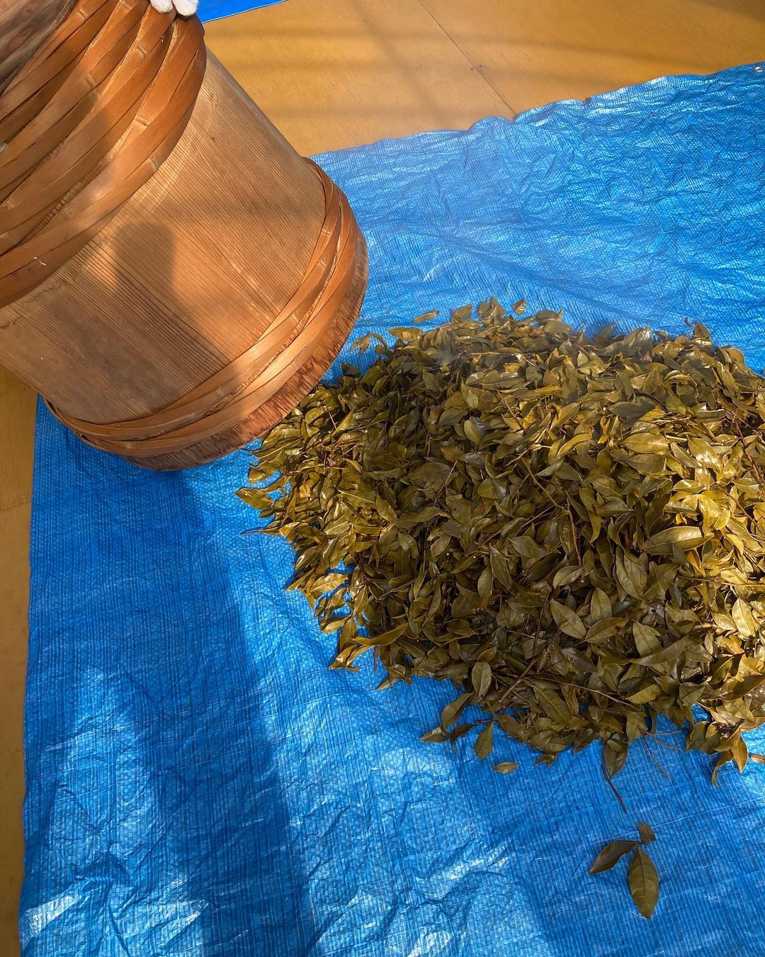 #0620.N3 Mitocha NR006: Makibi Kancha Firewood Winter Green Tea (Aged) 薪火寒茶 - Image 10