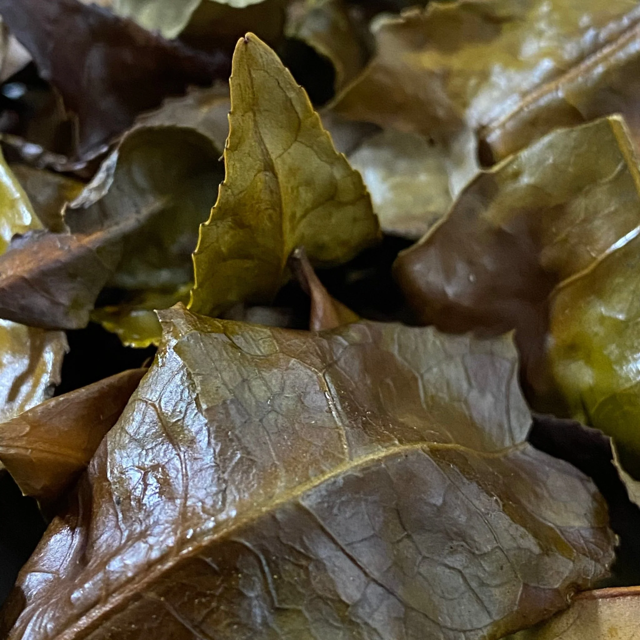 #0620.N3 Mitocha NR006: Makibi Kancha Firewood Winter Green Tea (Aged) 薪火寒茶 - Image 5