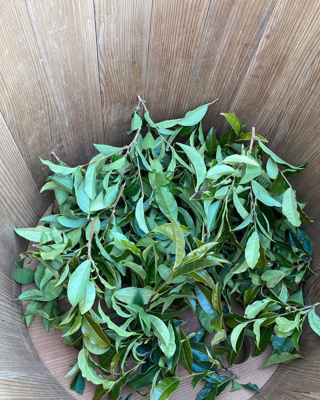 #0620.N3 Mitocha NR006: Makibi Kancha Firewood Winter Green Tea (Aged) 薪火寒茶 - Image 7
