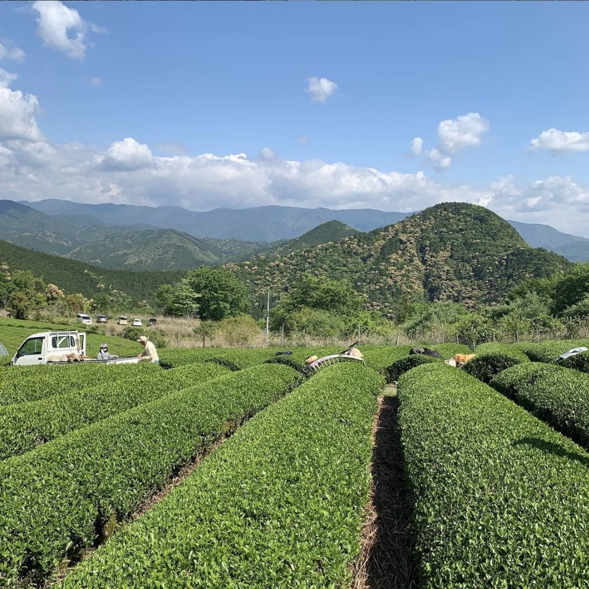 #0616.N3 Mitocha NR002: Sun-dried Kamairicha (Dark Roast) 天日干し釜炒り茶(重焙煎) - Image 3