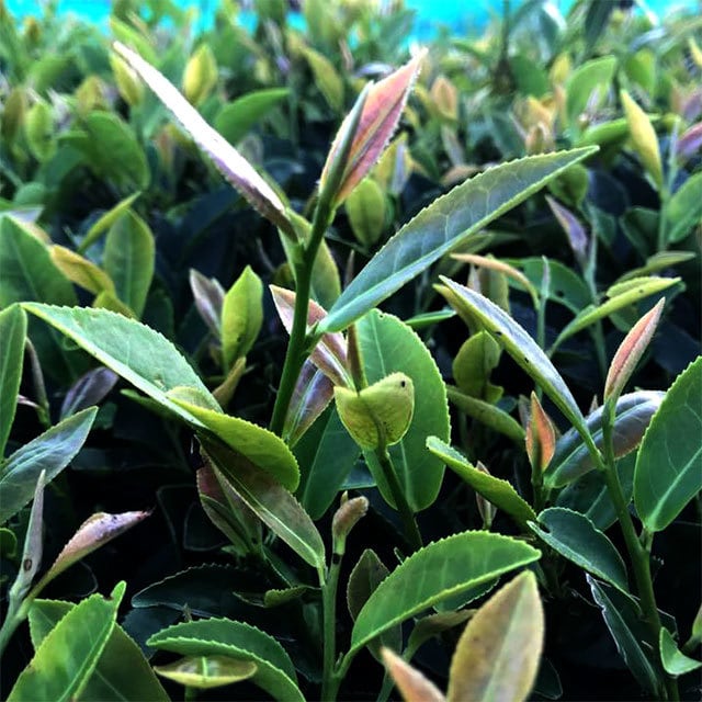 #0845.S5 Murakami Tea Garden: Mountain-Grown Second Flush Wakocha Zairai Black Tea 和紅茶在来 - Image 3