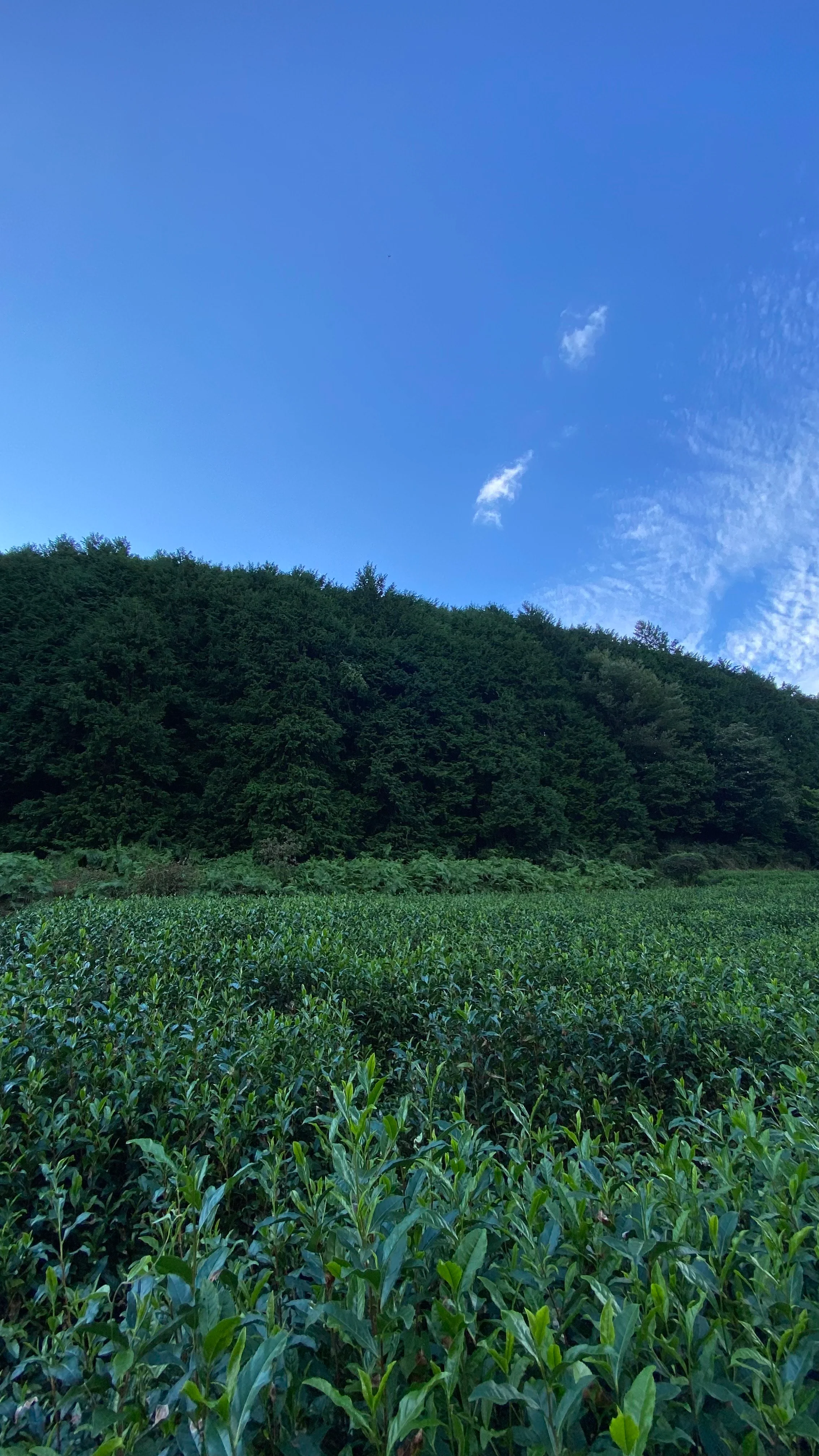 #0506.K6 Nagatani Tea: Gyokuro Gokou, Single Cultivar from Ujitawara, Kyoto (Naturally Grown) - Image 8