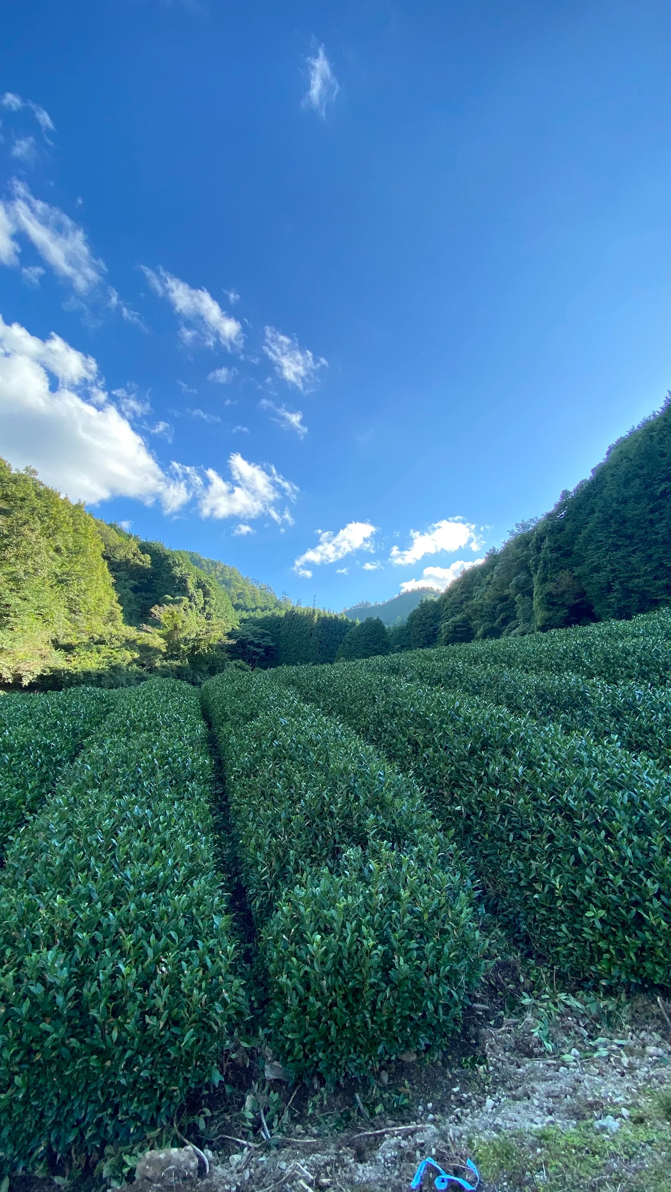 Not Available #0507.K6 Nagatani Tea: Gyokuro Uji Hikari, Single Cultivar from Ujitawara, Kyoto - Image 10