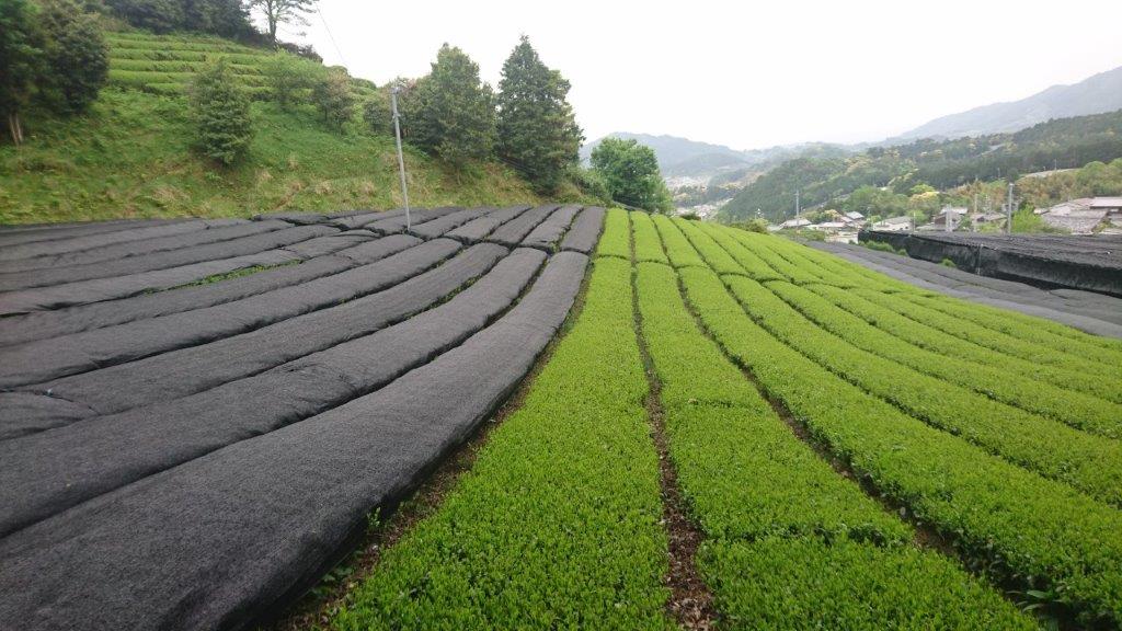 #0512.K6 Nakai Tea Farm: Naturally Grown Fukamushicha from Wazuka, Kyoto. Grown Without Pesticides. Single Cultivar/Estate. - Image 3