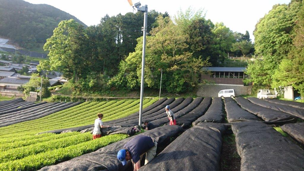 PREORDER available late May 2026  #0517.K6 Nakai Tea Farm: Naturally Grown Yabukita Kabusecha from Wazuka, Kyoto. Grown Without Pesticides) - Image 2