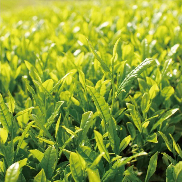 PREORDER available early May 🍵 2026 #0042.S5 NaturaliTea: Hachijyuhachiya Sencha Green Tea, Spring Midori First Flush 有機八十八夜摘み  春の香みどり - Image 4