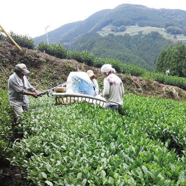 #0049.S5 NaturaliTea: Autumn Bancha Green Tea - Image 7