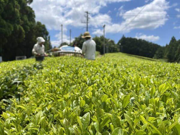 #0061.S5 NaturaliTea: Genmaicha (Brown Rice Green Tea) with Matcha, Grown Pesticide Free 抹茶いり玄米茶 - Image 5
