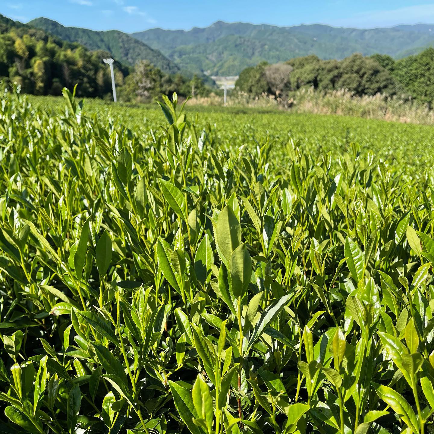 PREORDER available late May 🍵 2026 #0048.S5 NaturaliTea: Kukicha Midori, Green Tea Leaf Stems (Naturally Grown) - Image 3