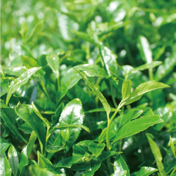 PREORDER available late May 🍵 2026 #0054.S5 NaturaliTea: Organic Premium Kabuse Sencha 有機一番摘み煎茶: 冠(かぶせ)茶 - Image 4