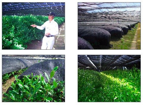 NOT AVAILABLE #0808.K6 Nishide Premium Selection: Gyokuro Samidori by The Nishikawa Tea Farm 宇治田原西川茶園製玉露さみどり - Image 3