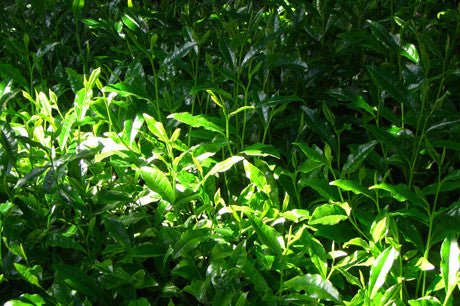 NOT AVAILABLE #0808.K6 Nishide Premium Selection: Gyokuro Samidori by The Nishikawa Tea Farm 宇治田原西川茶園製玉露さみどり - Image 4