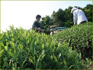 PREORDER available late May 🍵 2026 #0002.K6 Obubu Tea: Sencha of the Spring Sun - Image 4