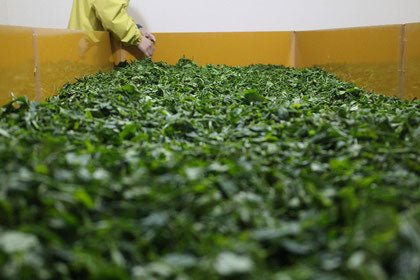 #0537.K3 Ogura Tea Garden: Yabukita Wakocha First Flush Roasted Black Tea from Ashigara, Kanagawa 足柄産の焙じ紅茶 - Image 5