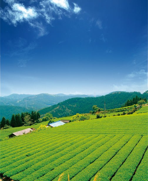 #0567.S5 Osada Tea: Organic Kamairicha Ichouka (Withered, Pan-Fired Green Tea) From Shizuoka, Zairai 有機釜炒り茶 - Image 6