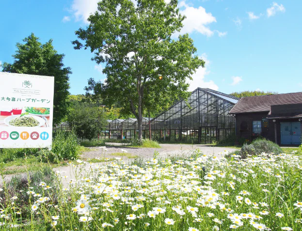#0949.C1 Otaki Herb Garden: Dried Calendula (aka Marigold) Blossoms Grown in Chiba, Japan