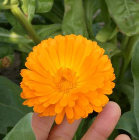 #0949.C1 Otaki Herb Garden: Dried Calendula (aka Marigold) Blossoms Grown in Chiba, Japan - Image 3
