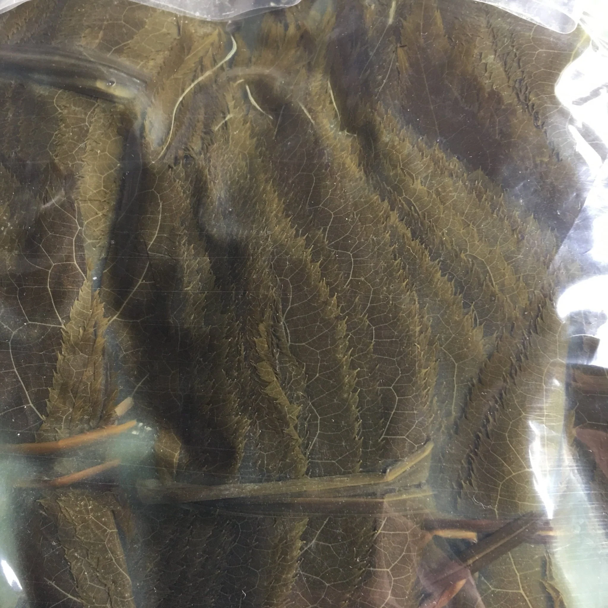 Tomiz: Pickled Sakura Leaves from Izu Peninsula, Shizuoka 桜葉の塩漬(伊豆産) - Image 3