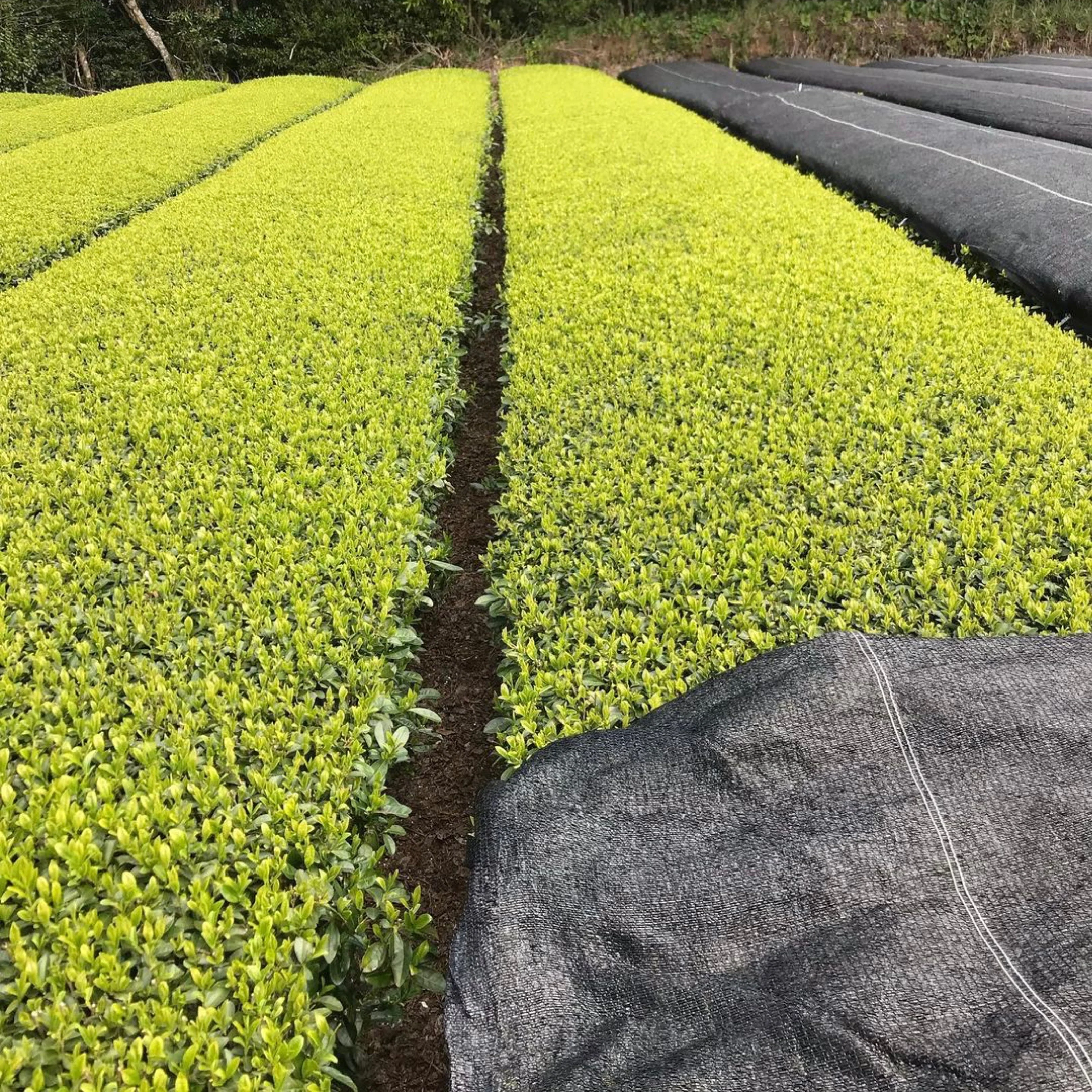 PREORDER available late April 🍵 2026 #0902.K2 Tanegashima Island Mineyutaka (micro batch, limited) Single Cultivar Sencha by Iba Takahiro Tea Garden - Image 3