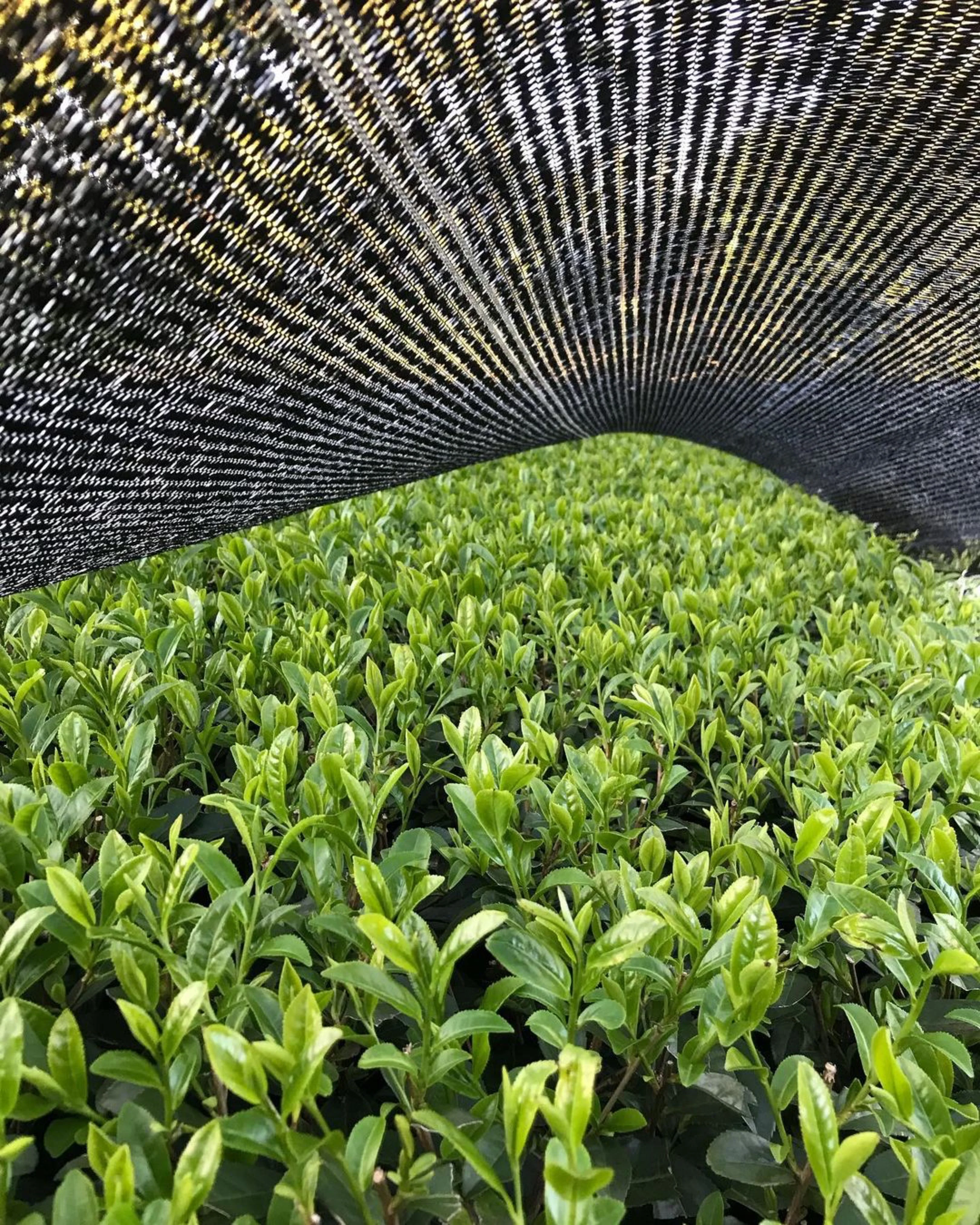 PREORDER available late April 🍵 2026 #0902.K2 Tanegashima Island Mineyutaka (micro batch, limited) Single Cultivar Sencha by Iba Takahiro Tea Garden - Image 8