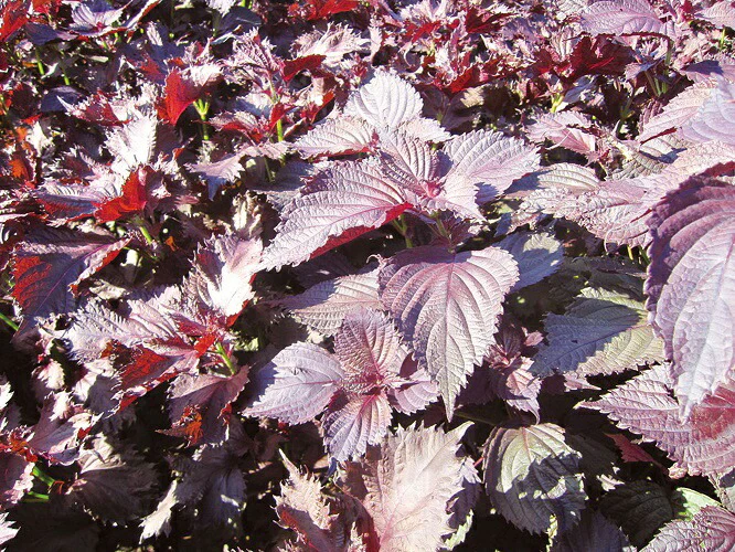 #0535.S4 Ocha no Sankoen - Red Shiso from Shimane (2g tea bags) - Image 2