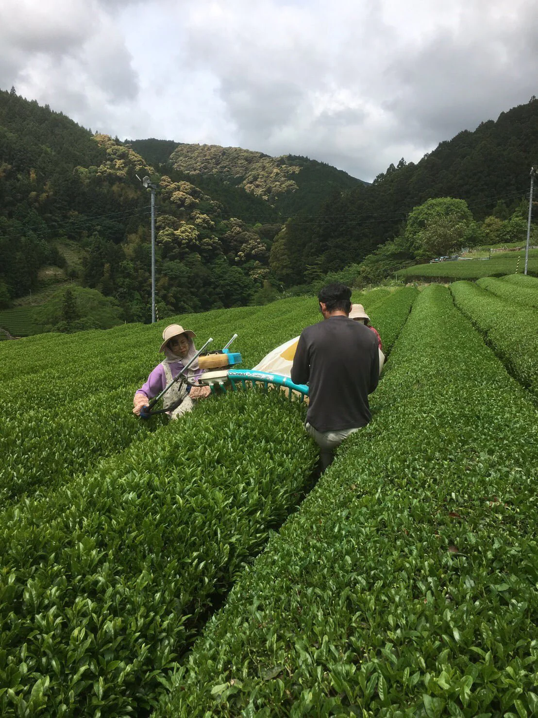 PREORDER available May 🍵 2026 #0167.S5 Kiyosawa Tea Gardens: Shizuoka Spring Asamushi Sencha Blend by Farmer Sugiyama Yachiyo - Image 11