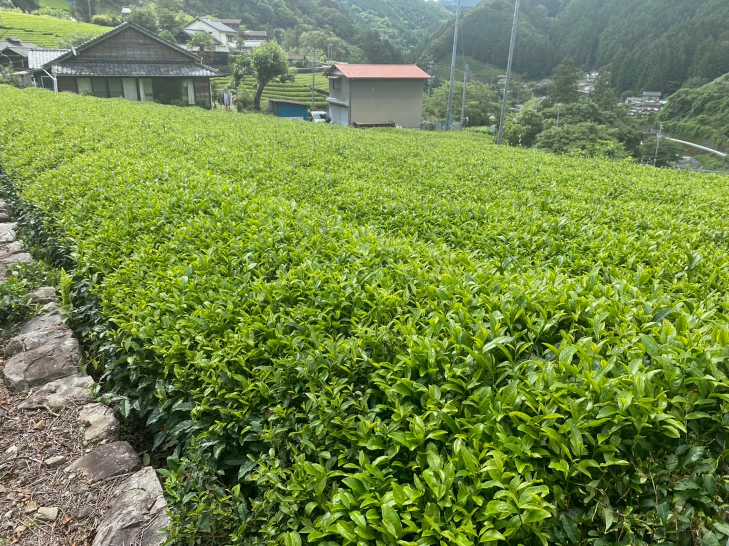 PREORDER available May 🍵 2026 #0167.S5 Kiyosawa Tea Gardens: Shizuoka Spring Asamushi Sencha Blend by Farmer Sugiyama Yachiyo - Image 7