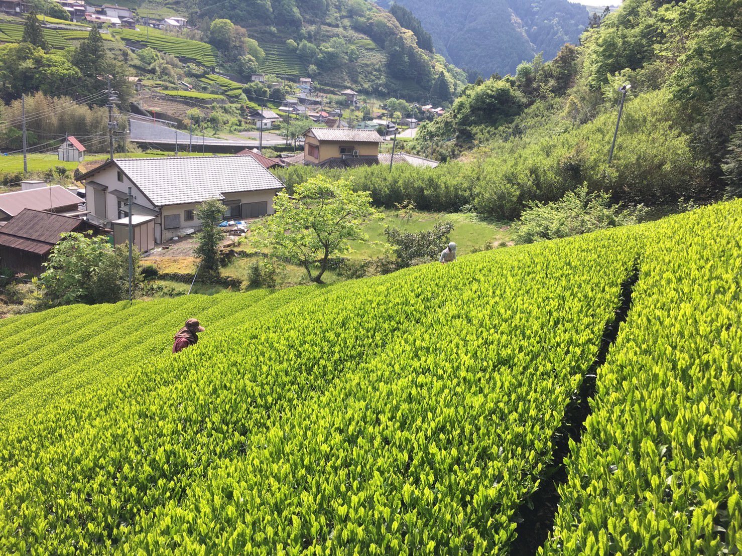 PREORDER available May 🍵 2026 #0167.S5 Kiyosawa Tea Gardens: Shizuoka Spring Asamushi Sencha Blend by Farmer Sugiyama Yachiyo - Image 8