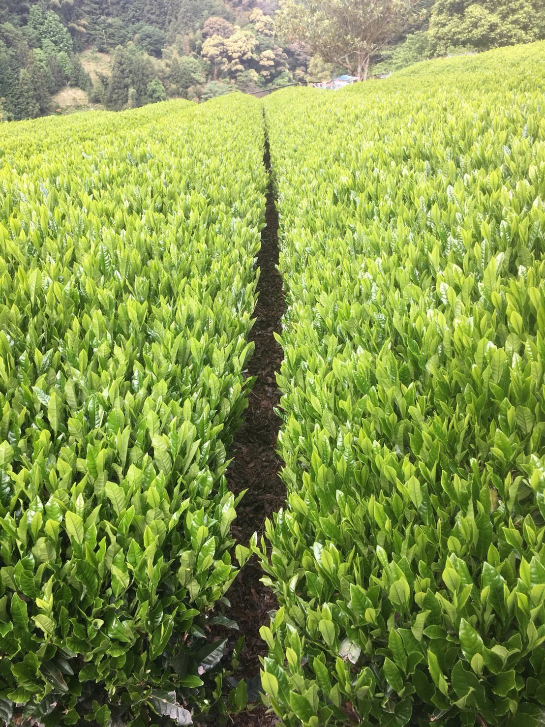PREORDER available May 🍵 2026 #0167.S5 Kiyosawa Tea Gardens: Shizuoka Spring Asamushi Sencha Blend by Farmer Sugiyama Yachiyo - Image 9