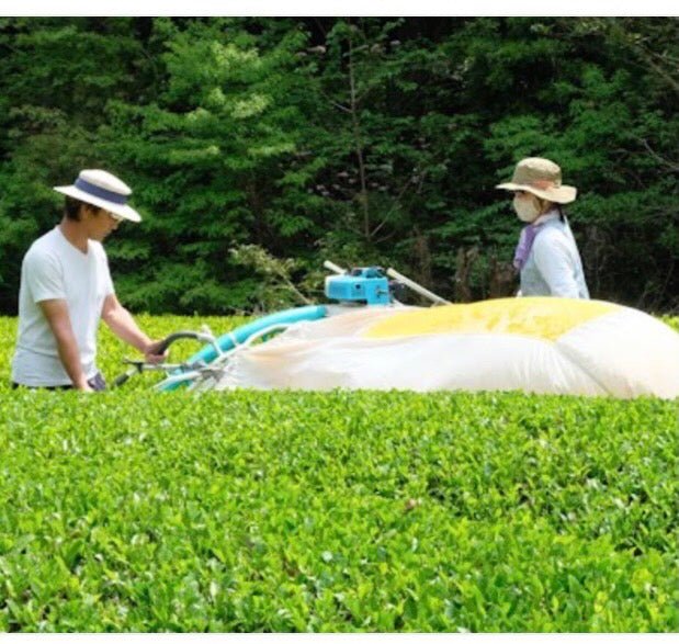 PREORDER available May 🍵 2026 #0168.S5 Kiyosawa Tea Gardens: Shizuoka Spring Asamushi Sencha by Konagai Chizuko - Image 6