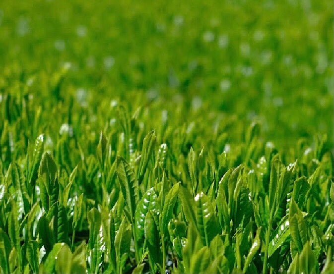 PREORDER available May 🍵 2026 #0168.S5 Kiyosawa Tea Gardens: Shizuoka Spring Asamushi Sencha by Konagai Chizuko - Image 7