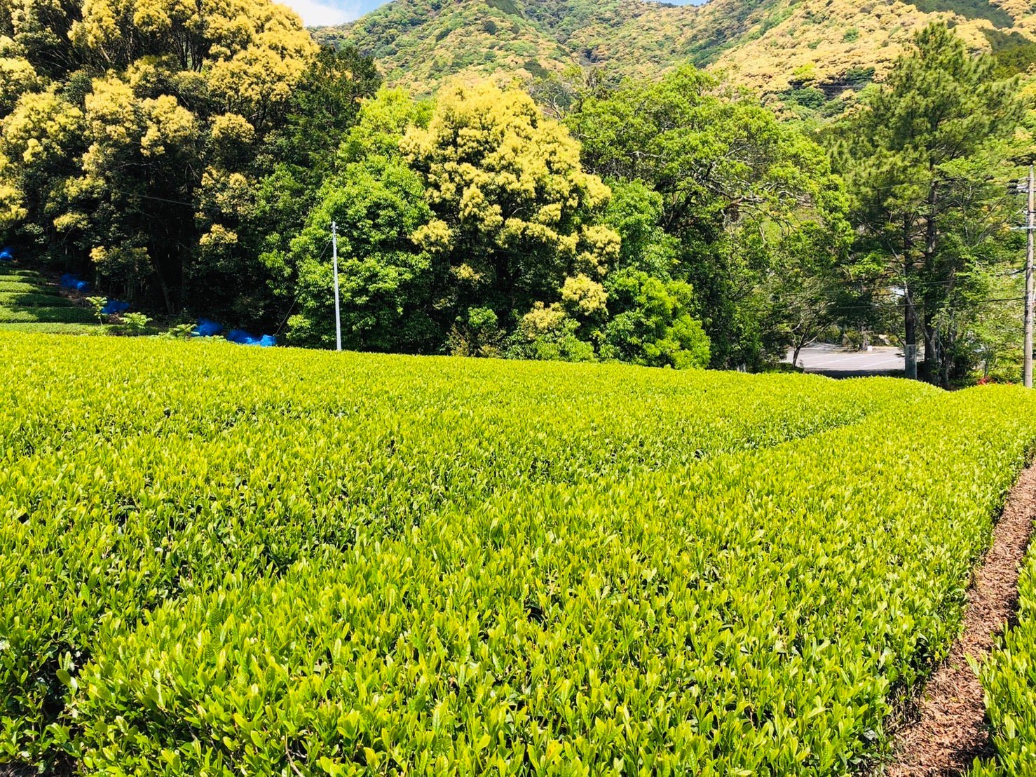 PREORDER available May 🍵 2026 #0168.S5 Kiyosawa Tea Gardens: Shizuoka Spring Asamushi Sencha by Konagai Chizuko - Image 8
