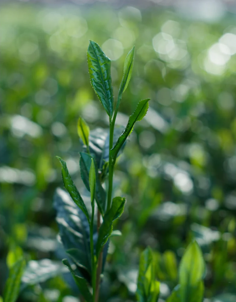 #0958.S5 Shibakiri Tea Garden: 2025 Kiyomi - Handpicked, Shaded Single Cultivar Yabukita Asamushicha - Image 4