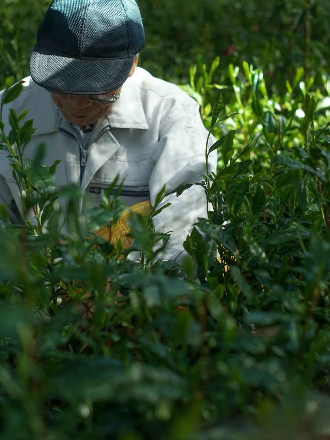 #0958.S5 Shibakiri Tea Garden: 2025 Kiyomi - Handpicked, Shaded Single Cultivar Yabukita Asamushicha - Image 7