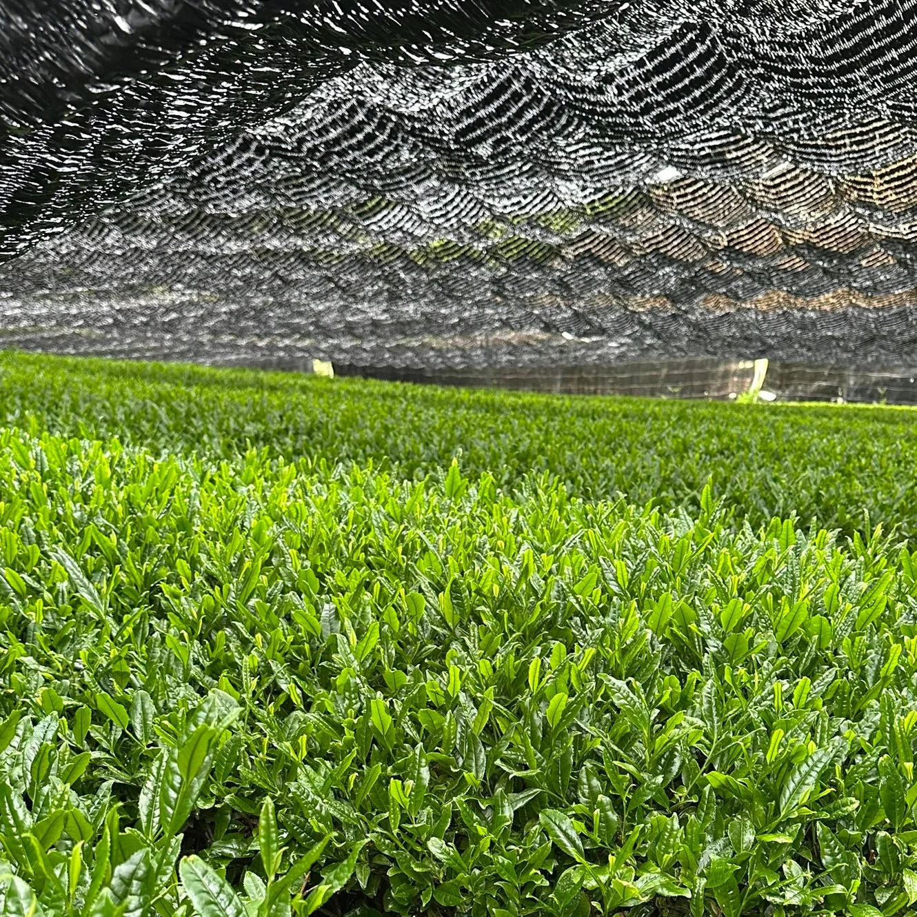 #0637.K6 Shogyokuen: Tencha Green Tea Leaves Samidori Single Cultivar - Canopy Shading - Image 3