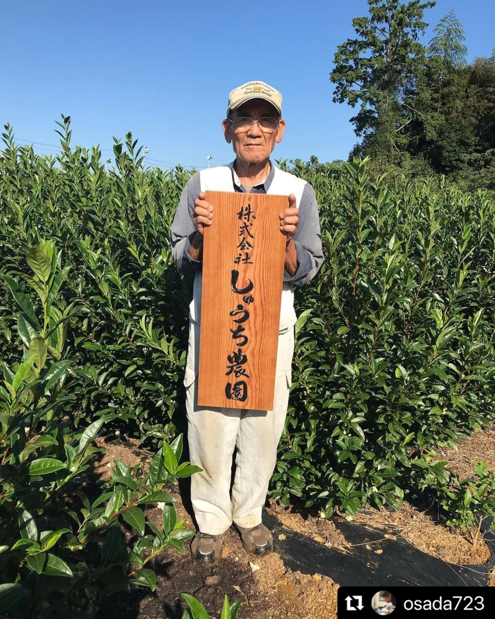#0640.S5 Shuchi Tea Garden: Fukamushicha Green Tea, Kirari 31 Single Cultivar, Nihoncha Awards Platinum Medal Winner, Refined by Osada Tea きらり31深蒸し茶 - Image 8