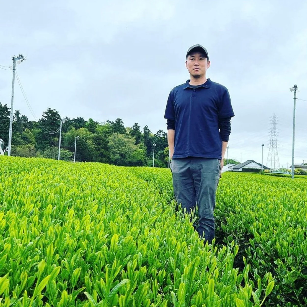 #0640.S5 Shuchi Tea Garden: Fukamushicha Green Tea, Kirari 31 Single Cultivar, Nihoncha Awards Platinum Medal Winner, Refined by Osada Tea きらり31深蒸し茶 - Image 9