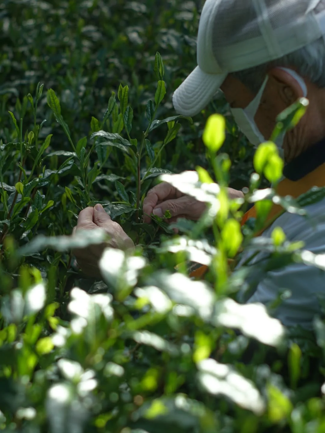 Studio Lesson - Tea Professional or Connoisseur Level - Personalized Deep Dive Into Japanese Tea - Image 11