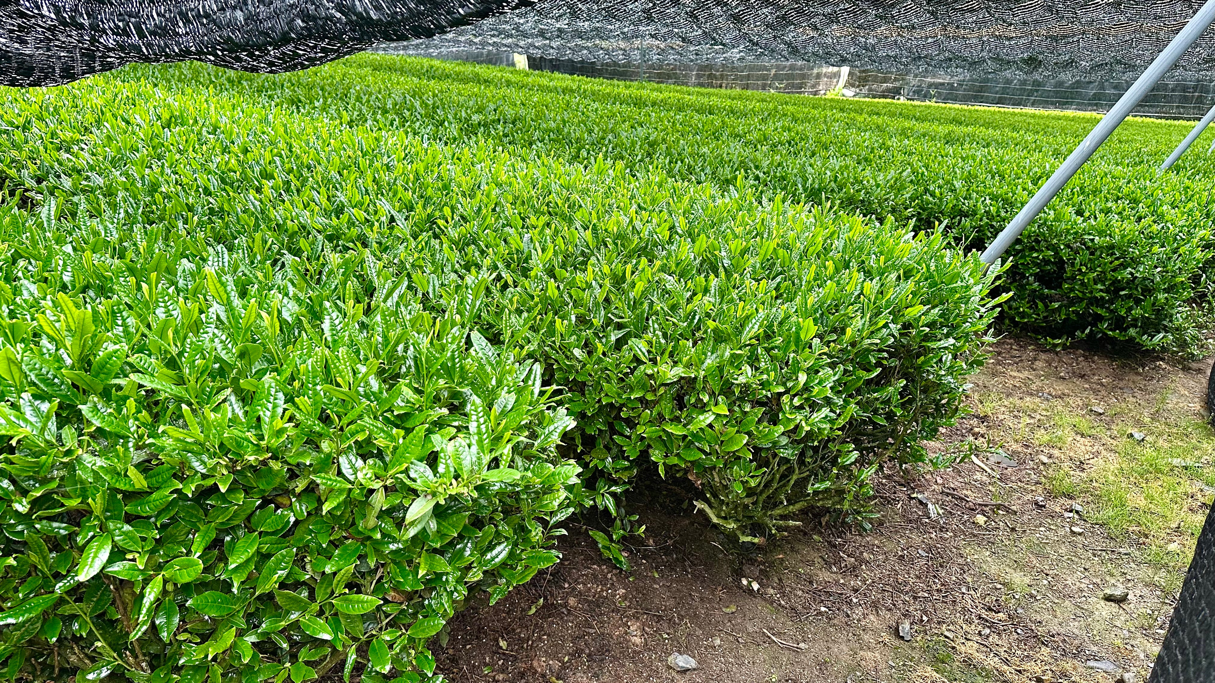 #0880.K6 Nishide Tea: Ujitawara Gyokuro Hoshun Naturally Grown by Farmer Katsutani Kenji  農家勝谷さんの伝統本玉露ほうしゅん - Image 2