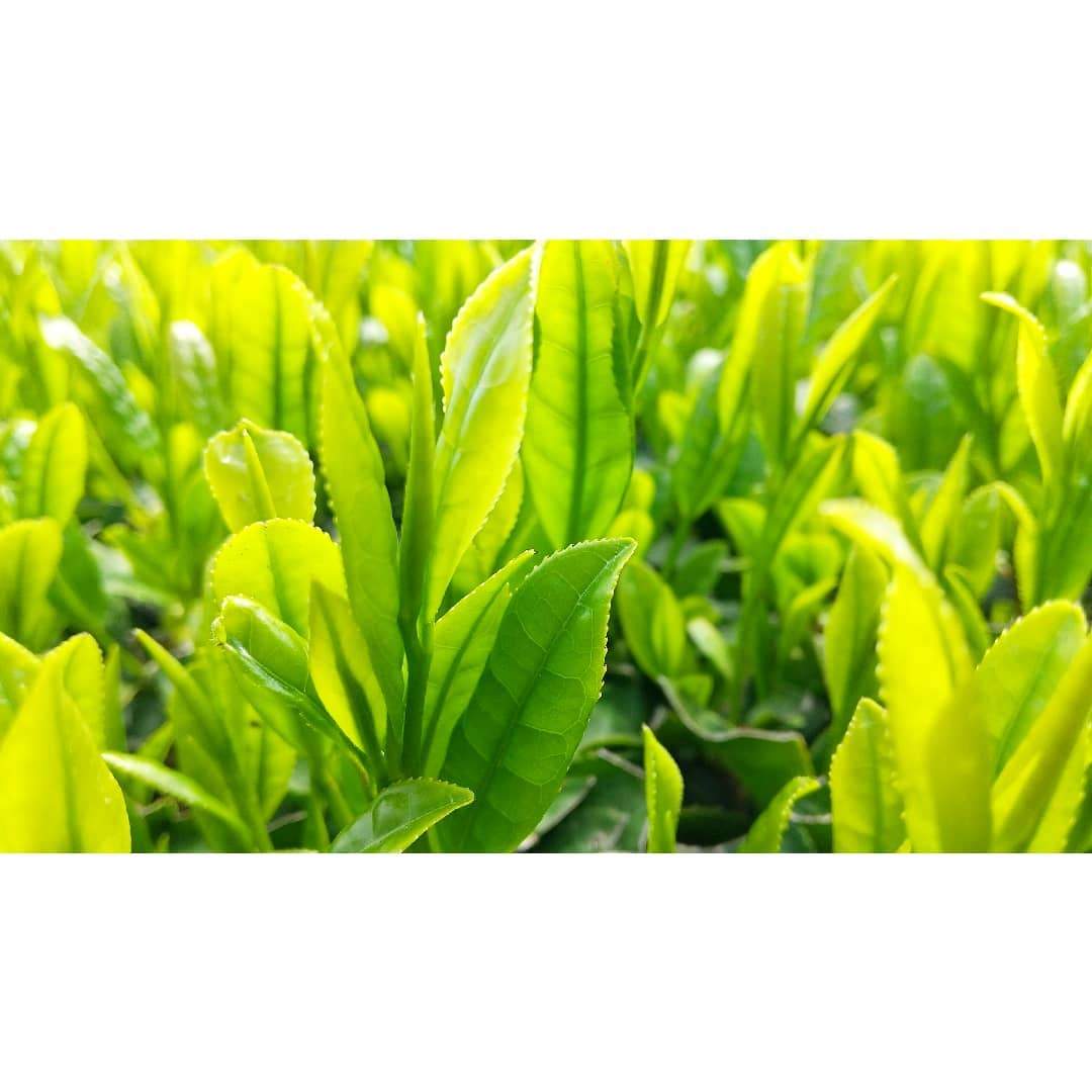 PREORDER available Mid-May 🍵 2026 #0641.K2 Sueyoshi Tea Atelier: Naturally Grown "Furusato no Hana" Saemidori Fukamushi Kabusecha from Kagoshima 末吉銘茶 郷里の華 さえみどり - Image 14