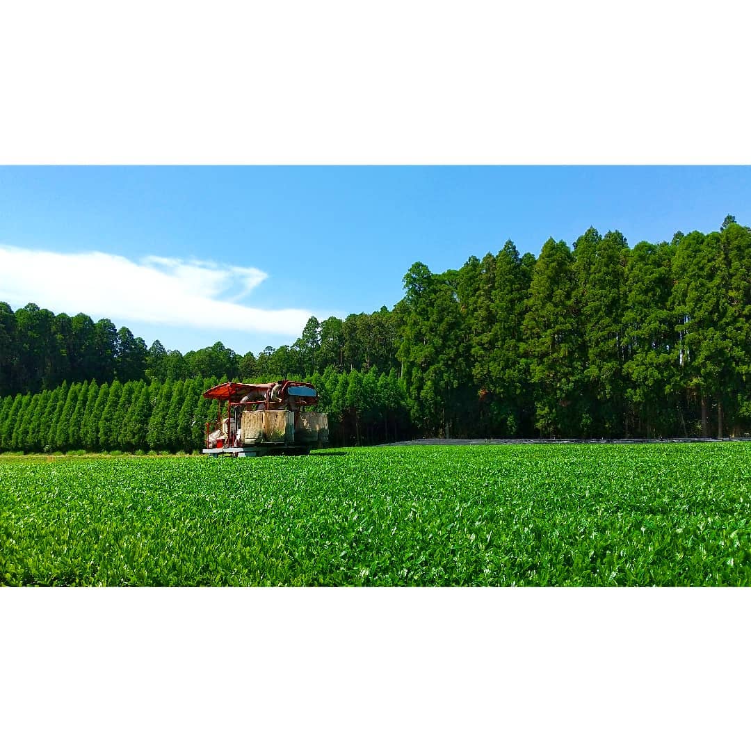 PREORDER available Mid-May 🍵 2026 #0641.K2 Sueyoshi Tea Atelier: Naturally Grown "Furusato no Hana" Saemidori Fukamushi Kabusecha from Kagoshima 末吉銘茶 郷里の華 さえみどり - Image 15