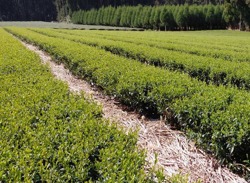 PREORDER available Mid-May 🍵 2026 #0644.K2 Sueyoshi Tea Atelier #004: Okumidori Kabusecha (Bocha) Deep Steamed Stem Tea from Kagoshima 末吉銘茶 郷里の華 奥みどり 棒茶 - Image 5