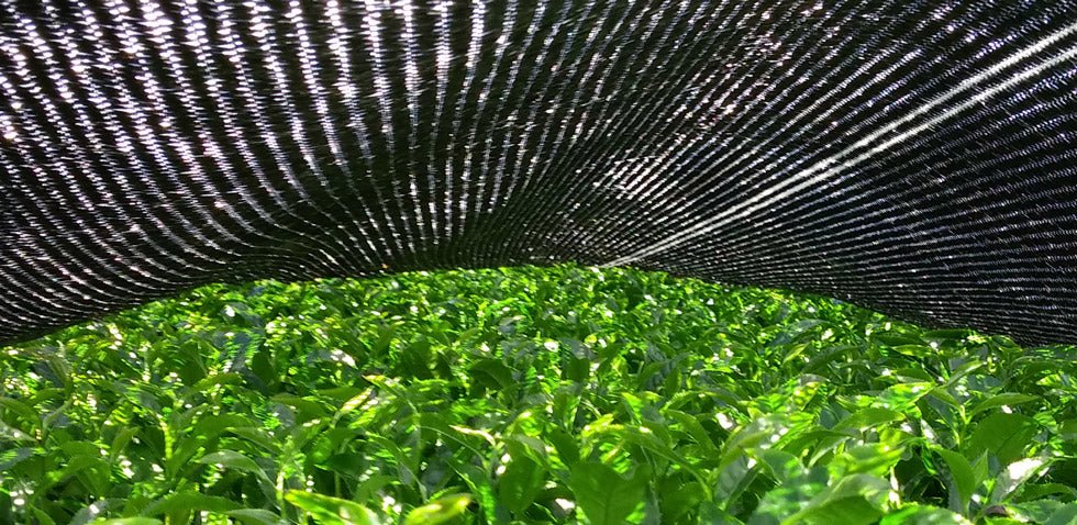 PREORDER available Mid-May 🍵 2026 #0644.K2 Sueyoshi Tea Atelier #004: Okumidori Kabusecha (Bocha) Deep Steamed Stem Tea from Kagoshima 末吉銘茶 郷里の華 奥みどり 棒茶 - Image 6